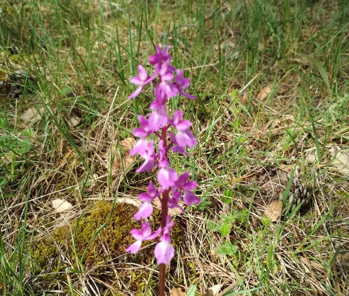 Torcas y Lagunas de Cuenca con orquídea