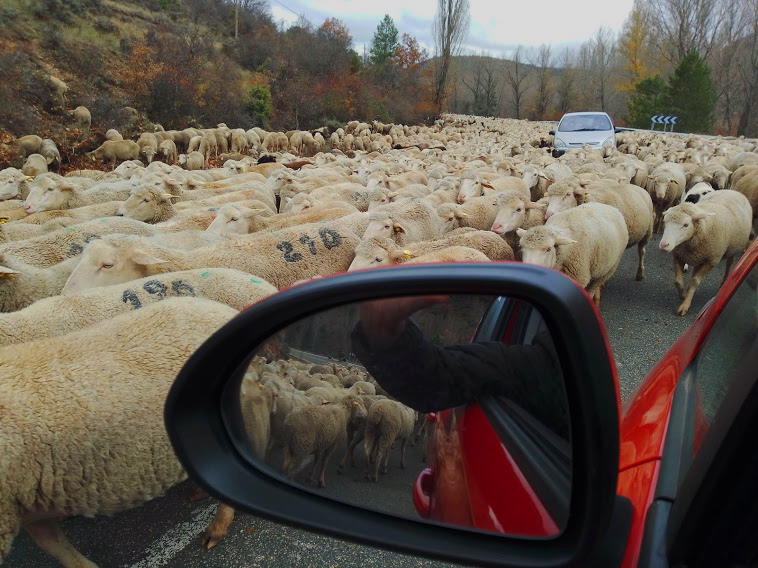 La Trashumancia en tierras de Cuenca