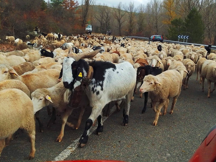 La Trashumancia por la Sierra conquense