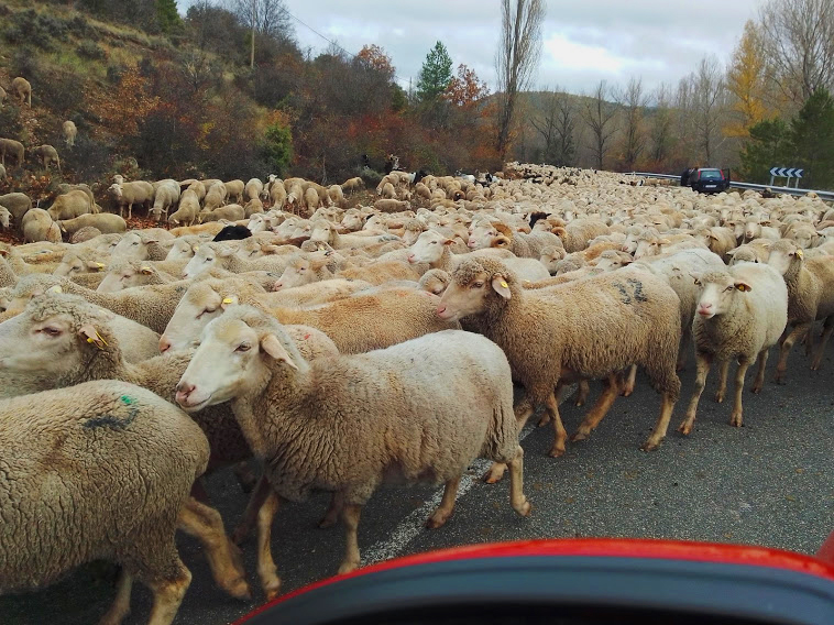 La Trashumancia en Cuenca