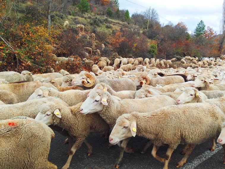 La Trashumancia por la Serranía conquense